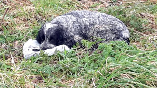 Kujicu sa "suzama u očima" pronašli pored uginulih psića