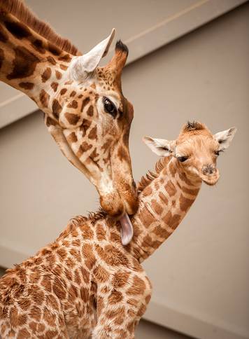 A baby giraffe is pictured next to its mother "Megara" in their enclosure at Planckendael's zoo near Mechelen