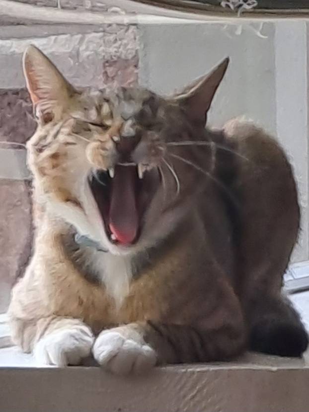 SUPER FOTKE vaših ljubimaca! Neki bi mogli biti viralni hit, ali svi su jednostavno neodoljivi