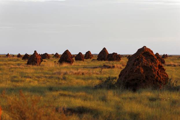 Spinifex Termite Nests