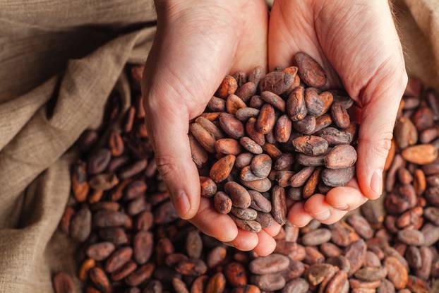Hands,Holding,Freshly,Harvested,Raw,Cocoa,Beans,Over,A,Bag