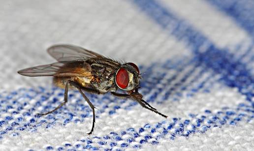 Uz ovaj fenomenalan trik ćete sve muhe istjerati van iz kuće