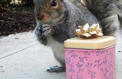 Nevjerojatno, ali istinito: Ova mala vjeverica obožava šešire