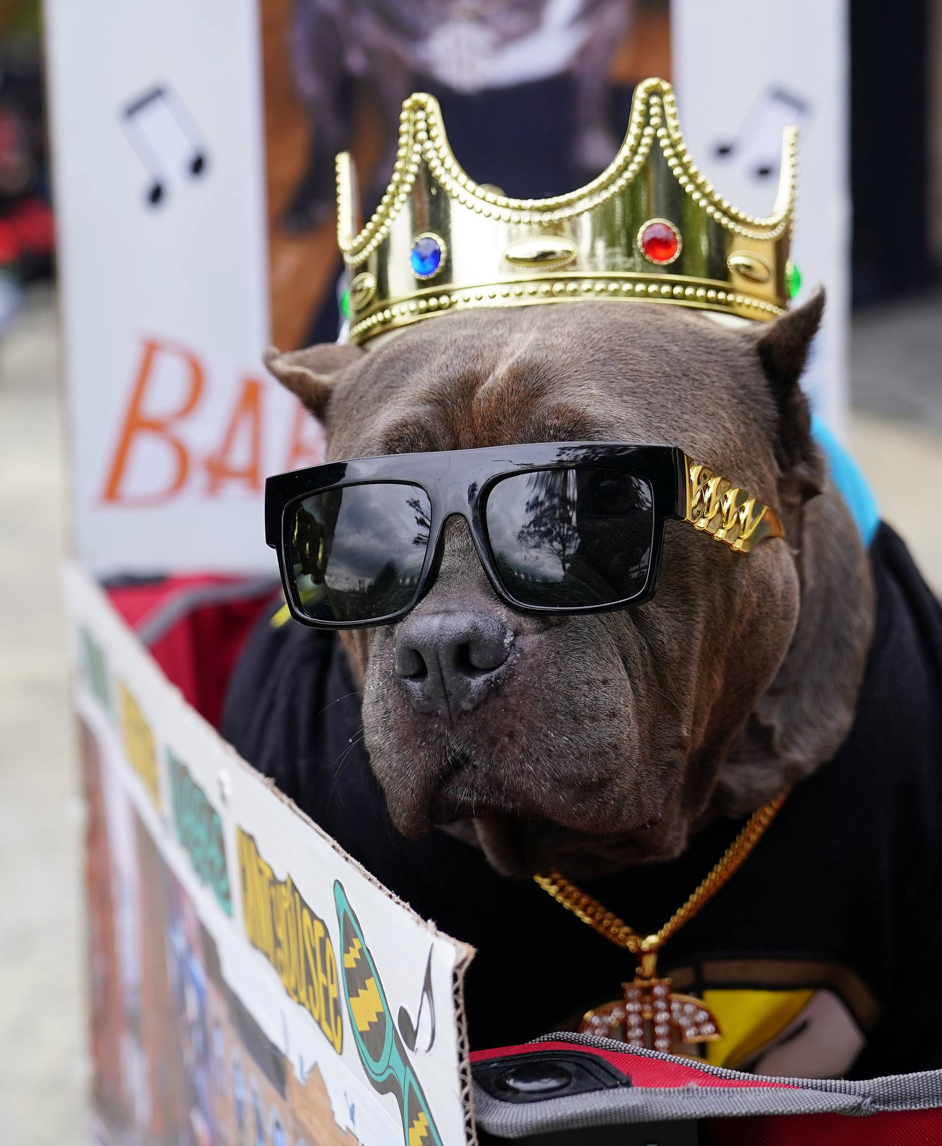 A dog dressed as rapper Biggie Smalls attends the Tompkins Square Park Halloween Dog Parade at East River Park in the Manhattan borough of New York City