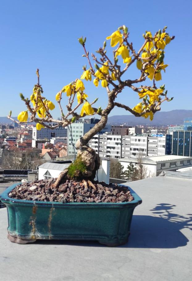 FOTO Zoran je na krovu zgrade u Zagrebu napravio zelenu oazu: 'Tu sadimo biljke, družimo se...'
