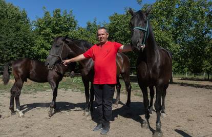 Dražen je čuvar zaboravljene pasmine konja: 'Noniusa ima 60-ak, a pastuh Safir je kralj'