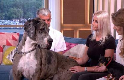Neobični prijatelji: Najviši pas na svijetu upoznao najmanjeg
