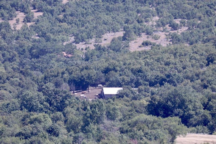 Vrlika: Danas počinje cijepljenje stoke zbog bedrenice