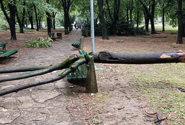Kratkotrajna oluja rušila stabla u Beogradu
