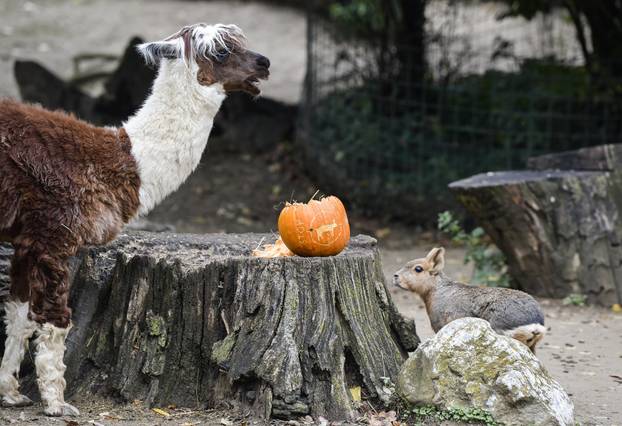 Pogledajte kako je izgledalo darivanje bundeva životinjama u zagrebačkom Zoološkom vrtu