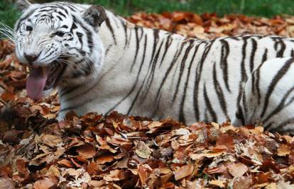 Previše se približio ogradi: Tigar u ZOO-u ubio mladića 