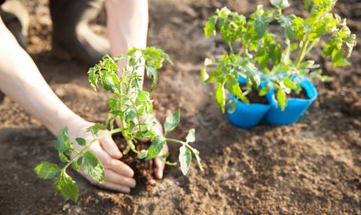 Zasučite rukave! Evo koje biljke u vrt treba posaditi baš sada