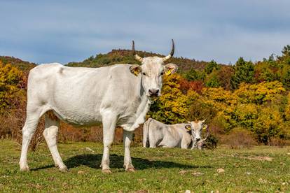 Lanišće: Autohtono istarsko govedo boškarin na ispaši