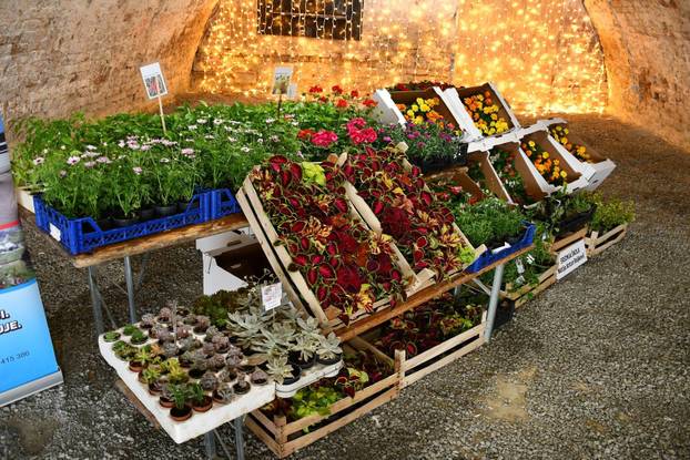 FOTO Sve je šareno i veselo! Brođane čeka sajam cvijeća