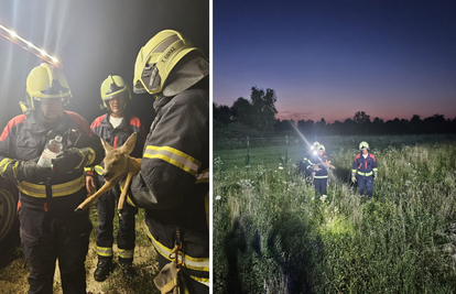 FOTO Spasili srnu u Kerestincu: 'Čuli smo cvilež u travi i vidjeli srnu koja je zapela u ogradi'