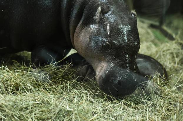 Zagreb: Predstavljen novi član obitelji patuljastih vodenkonja u Zoološkom vrtu