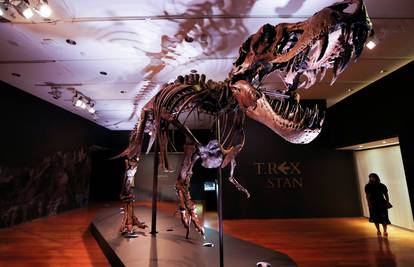 Na dražbi možete kupiti kosti jednog od najvećih tiranosaura
