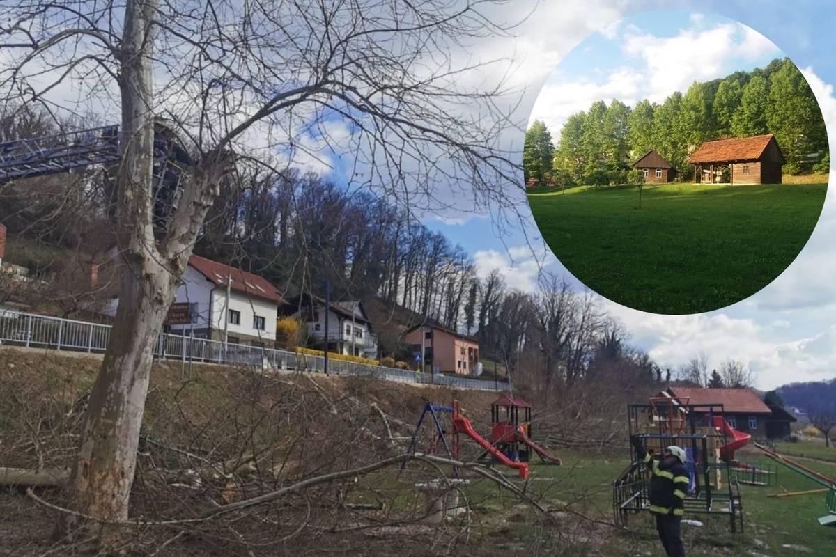 Srušili platane da bi se vidjela fasada na školi. Ravnatelj tvrdi: ‘Taj drvored nije zgledal nikak'