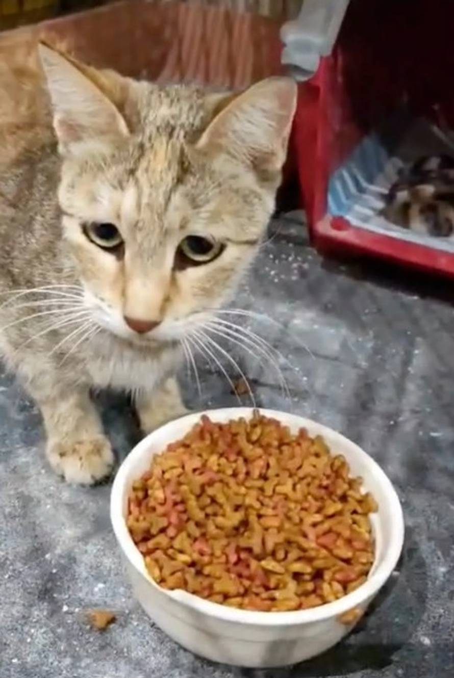 Strašno! Influenceri bježe iz Dubaija pa ostavljaju ljubimce: 'Vežu ih za stup, puštaju u park'