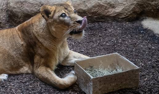 FOTO &Zcaron;ivotinje u zagreba&ccaron;kom ZOO-u dobile bo&zcaron;i&cacute;ne darove