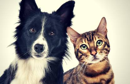 Duhovno značenje toga imate li psa ili mačku - i kako pomažu