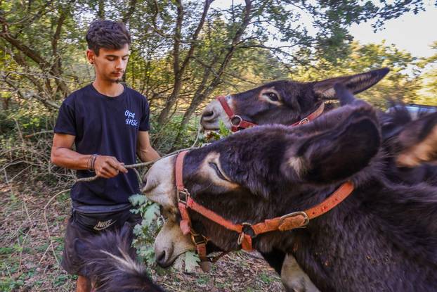 Vodnjan: Za Naj kozu 2025. godine izabrana je koza Jelena, vlasnika Mattea Muškovića 
