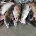 Uzgajivači nove ribe nadaju se zagolicati znatiželju ljubitelja lososa, bakalara i tune
