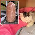 Mačka lizala lampu himalajske soli pa joj mozak jako natekao