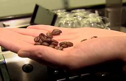 Kava iz mačjeg izmeta najskuplja je  na svijetu