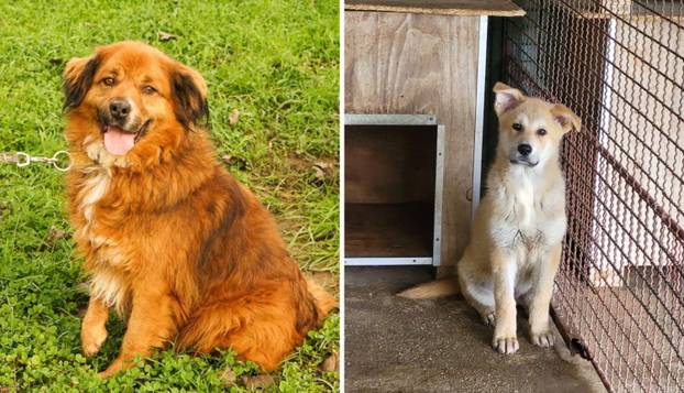 FOTO Ovi preslatki psići u Noinoj Arci čekaju samo vas da ih udomite