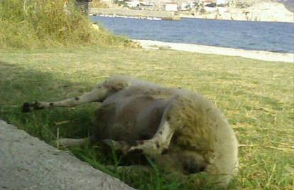 Pozdrav turistima: Mrtva ovca danima pokraj plaže