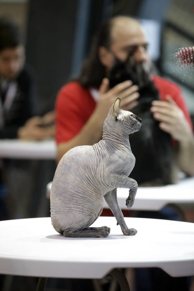 Rijeka: Međunarodna izložba mačaka