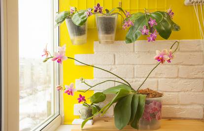 Za svaku stranu svijeta u stanu postoji savršena  vrsta orhideja