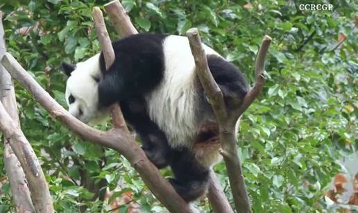 VIDEO Ima 160 kila, a klizi po granama kao od šale: Divovska panda atrakcija je za turiste