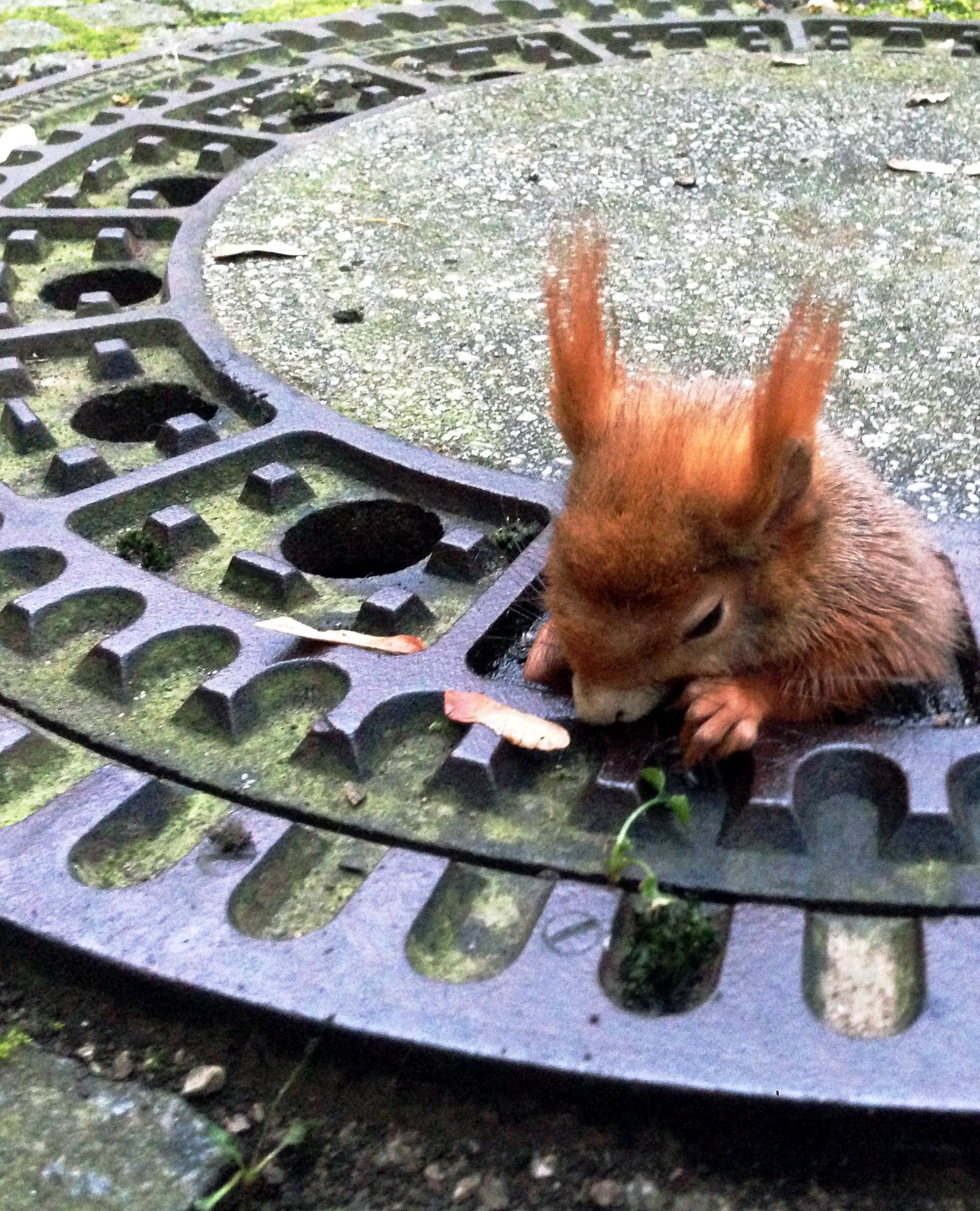 Squirrel stuck in drain cover
