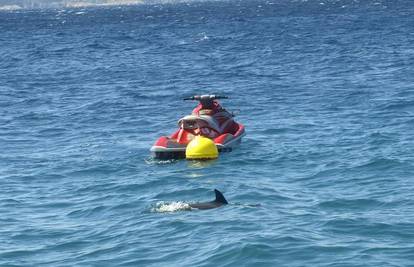 Delfin doplivao do turista na plaži u N. Vinodolskom