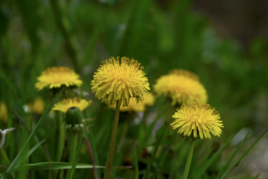 Svi ga &ccaron;upaju iz vrta, a ne znaju koliko je zdrav: Ovaj korov je prava superhrana, evo recepata