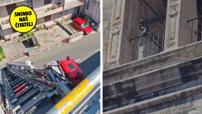 VIDEO Vatrogasci u Makarskoj spasili goluba: 'Zapetljao se u mrežu na tornju, zbrinut je...'