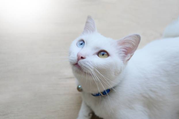 Ovo je 15 najskupljih pasmina mačaka u svijetu