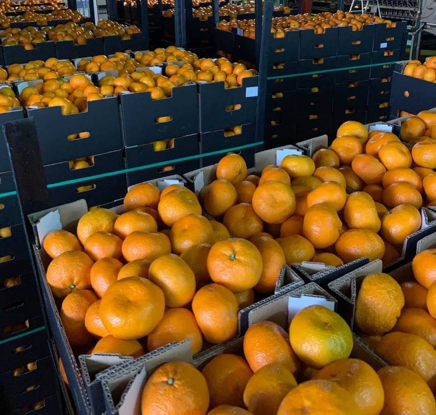Otkupio sedam tona mandarina i sve ih donirao ustanovama po Hrvatskoj koje skrbe o djeci