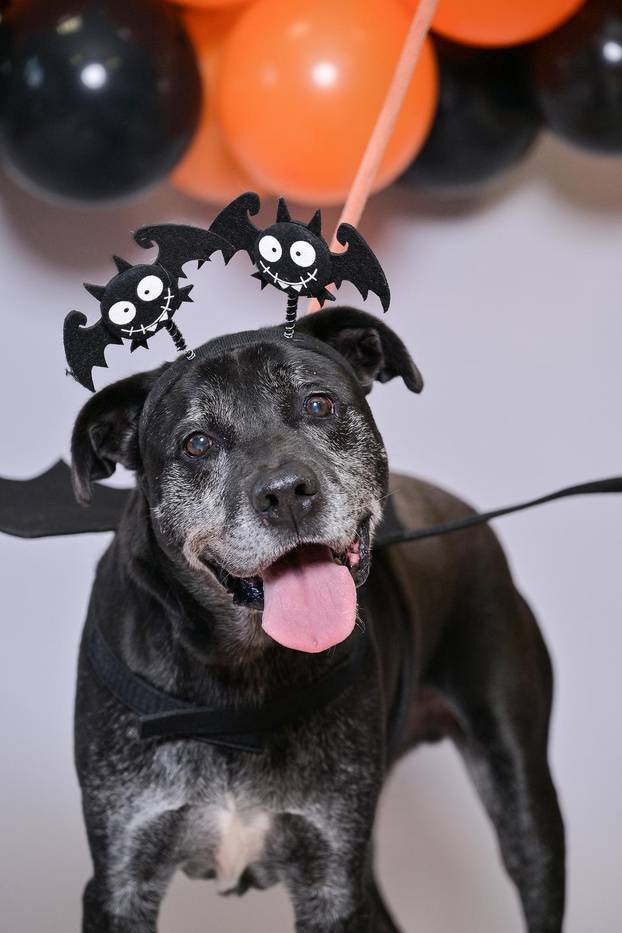 Sklonište u Dumovcu poziva na posebno jesensko udomljavanje pasa i mačaka