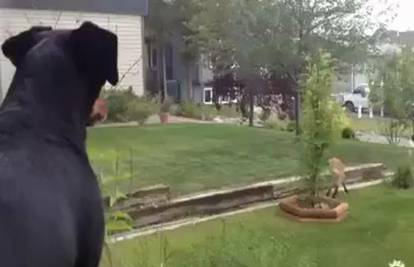 Pazi, oštar pas:  Pokazao lisici tko je gazda u dvorištu!