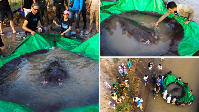 Kakav ulov: U Kambodži ribari uhvatili najveću slatkovodnu ribu do sad, 300 kila tešku ražu