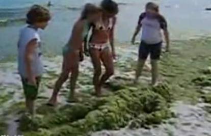Prestrašio curice legavši na plažu prekriven algama