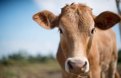 Jesu li krave krive za sve ili su to samo prazne priče?