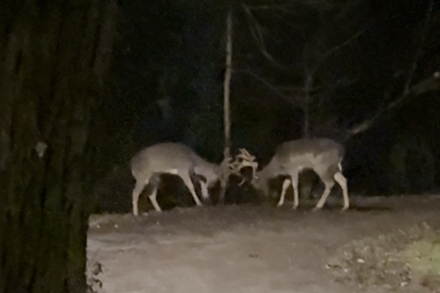 Borba jelena na zagreba&ccaron;kom Svetom Duhu