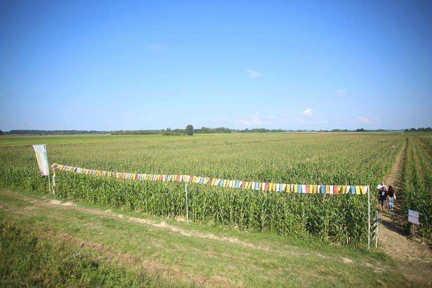 Motiv inspiriran narodnom nošnjom: Posavski kukuruzni labirint ove je godine triput veći nego lani