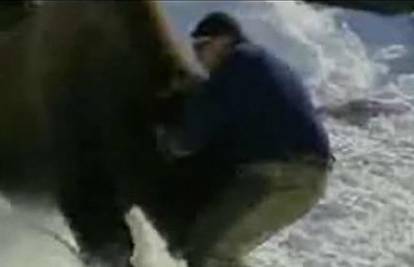 Divlji bizon udario biologa rogovima i bacio ga u zid