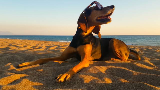 Donosimo popis plaža za pse na našoj obali: Krk, Rovinj, Pag