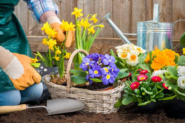 Gardener planting flowers